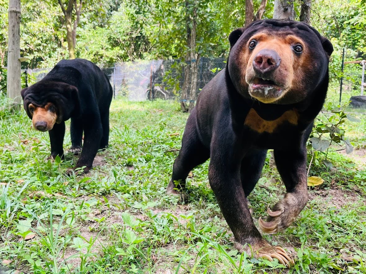 Bear Care Tour + Wildlife Rescue Center — photo 9