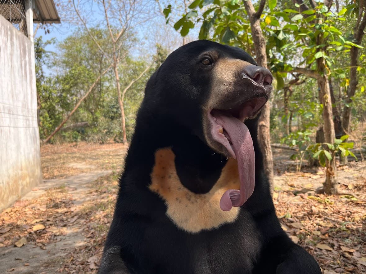 Bear Care Tour + Wildlife Rescue Center — photo 10